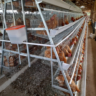 160 Birds A Type Poultry Cage Hens Poultry Egg Farming Equipment