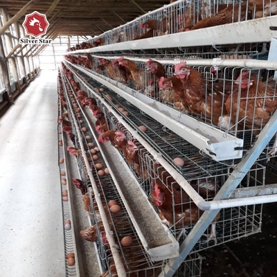 Layer Chicken Cage Poultry Farming Equipment 96 Birds 120 Birds