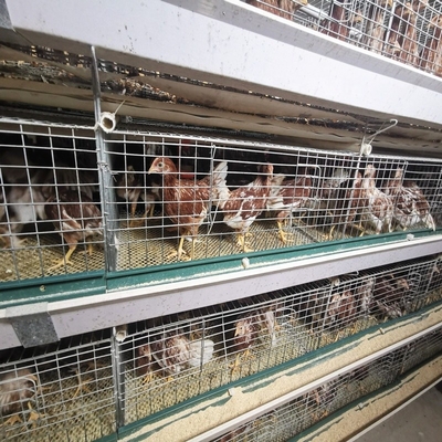 45cm X 60cm X 43cm Layer Chicken Cages H Types For Zimbabwe Poultry Farms