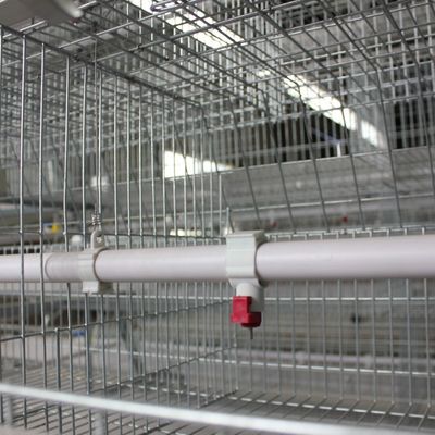 Automated H-Type Broiler Battery Cage System with Hot-Dip Galvanized Steel for High-Density Poultry Farming