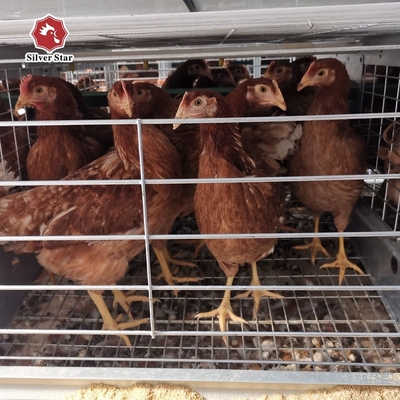 H Type Layer Chicken Cage Equipment 4 Tier 5 Tier Farm