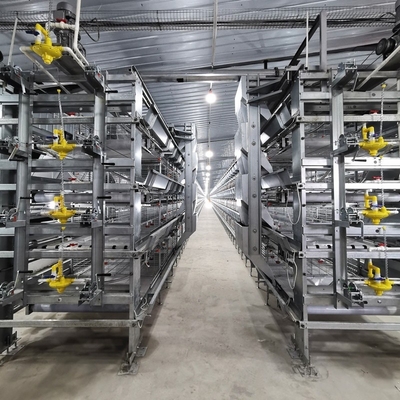 পোল্ট্রি ফার্মিং সরঞ্জাম H টাইপ অটোমেটিক সিস্টেম ব্যাটারি ব্রোলার চিকেন কেজ