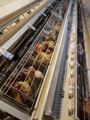 120 Birds Battery Chicken Cage Nigeria Poultry Farm Galvanized Q235 3 Layers
