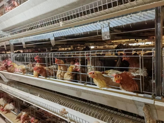 2024 Galvanized A-Type Laying Hens H-Type Battery Cage And Automatic Breeding System