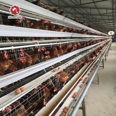 H Type Q235 Laying Egg Layer Chicken Cage 54-240 Birds Capacity
