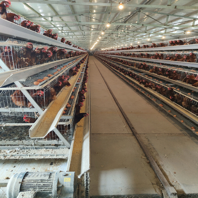 Modern HDG Chicken Egg Layer Cages 0.40m2 Space 9birds/Cage Farming