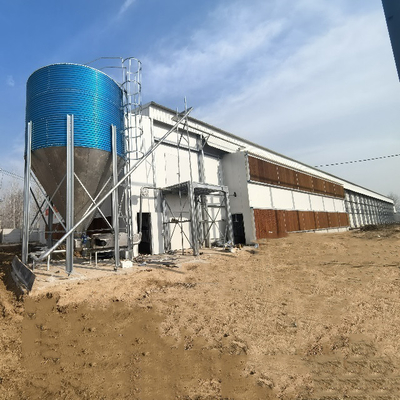 Boost Your Poultry Farm's Efficiency with Automatic Manure Cleaning Battery Chicken Cages