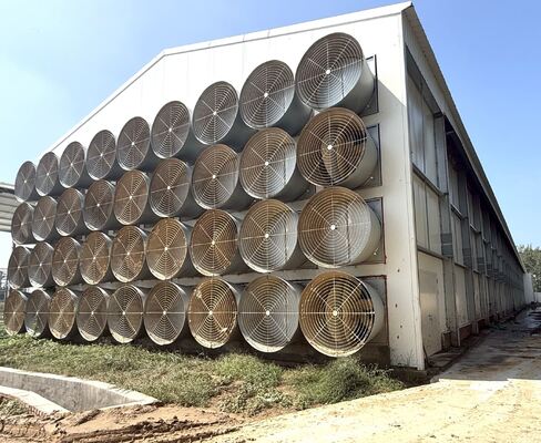 Commercial Layer Battery Cage for 20,000+ Birds Farm Design High-Density Automatic Layer Battery Cage for Mega Farms