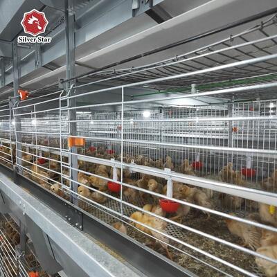 Design Chicken House Laying Coop H Type Broiler Cages Feeder Battery Cage System Egg Hen Meat Layer Breed Poultry Farm Equipment