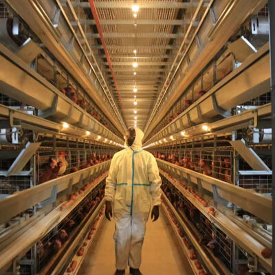 গরম ডুবিয়ে গ্যালভানাইজড স্টিল সম্পূর্ণ স্বয়ংক্রিয় ব্রয়লার কেজ সিস্টেম 3 বা 4 স্তর সঙ্গে হাঁস পালন জন্য