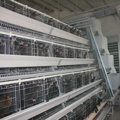 Cost-Effective 3-Tier A-Type Layer Cage with Galvanized Steel and Automatic Feeding System for Poultry Farms