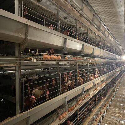 Turnkey H-Type Layer Battery Cage System for 50,000+ Birds with Hot-Dip Galvanized Steel and Full Automation