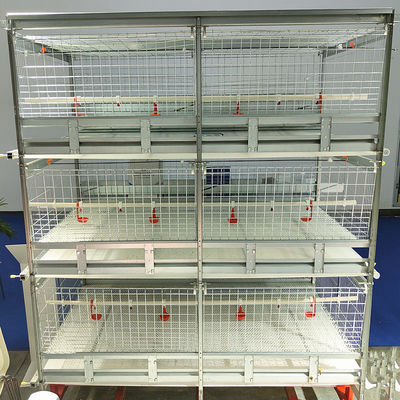 Automated H-Type Broiler Cage System Hot Dip Galvanized High Density Full Automatic Poultry Farming Equipment