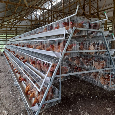 Hygienic A Type Hens Farm Layer Chicken Cage Automatic Manure Removing