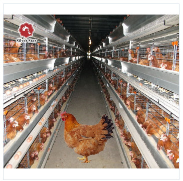 Q235 A / H Frame Chicken Poultry Cage 3-10Floors With Egg Collection
