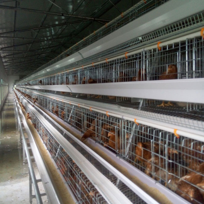 Ladder Type Chicken Laying Eggs Cage Cold And Hot Galvanized