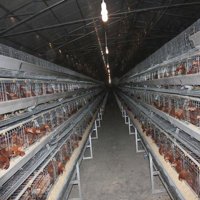Chicken Farm Layer Poultry Cage Automatic Water Drinking System